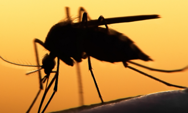 Why Don’t We Wipe Mosquitos Off The Face Of The Earth?