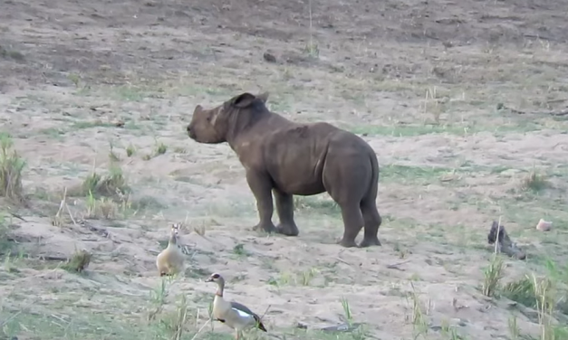 Baby Rhino vs Birds!