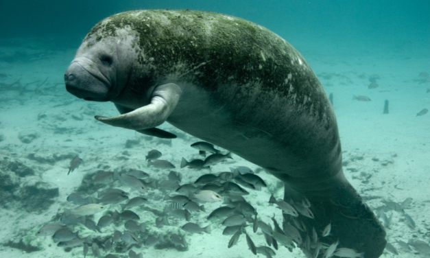 Hundreds Of Manatees Seek Refuge In Warm Water Florida Springs